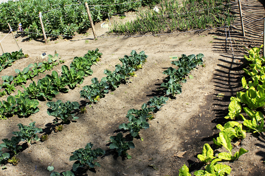 Red huertos escolares Fuenlabrada