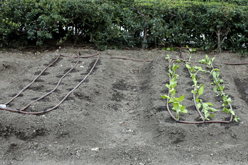 Red huertos escolares Fuenlabrada