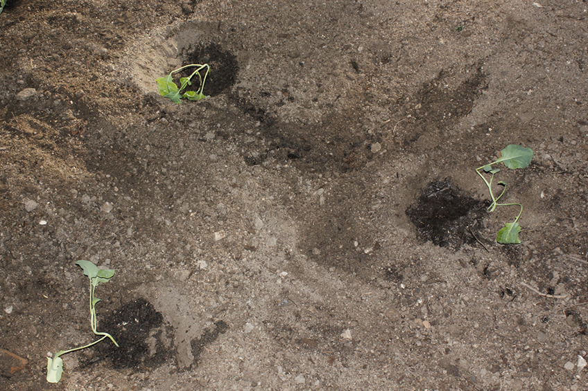 Red huertos escolares Fuenlabrada