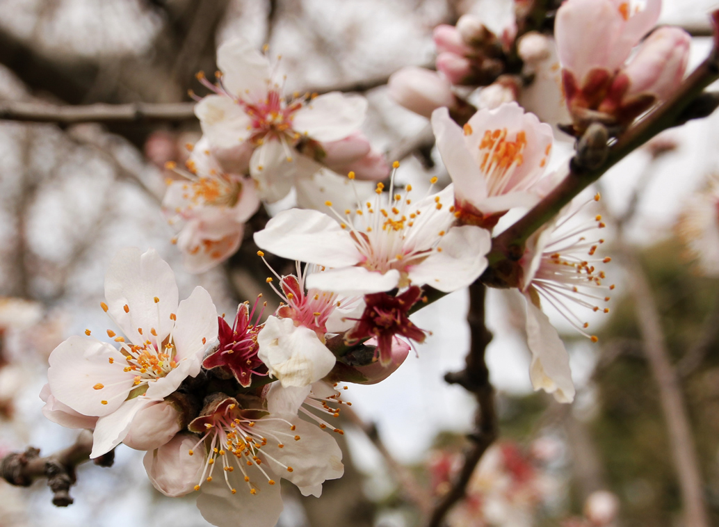 Productos, red de huertos de Fuenlabrada