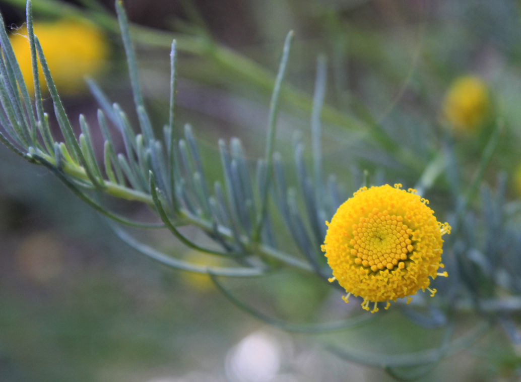 Productos, red de huertos de Fuenlabrada
