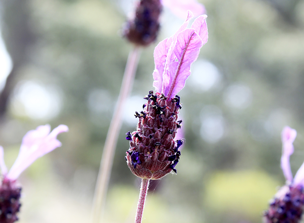 Productos, red de huertos de Fuenlabrada
