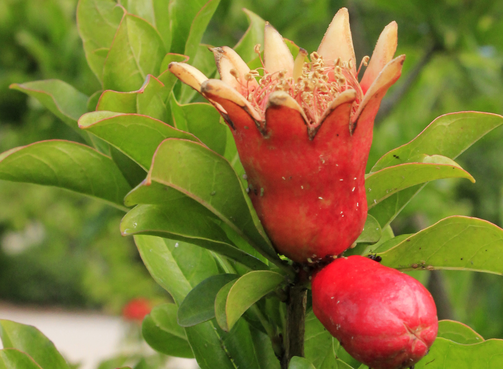 Productos, red de huertos de Fuenlabrada