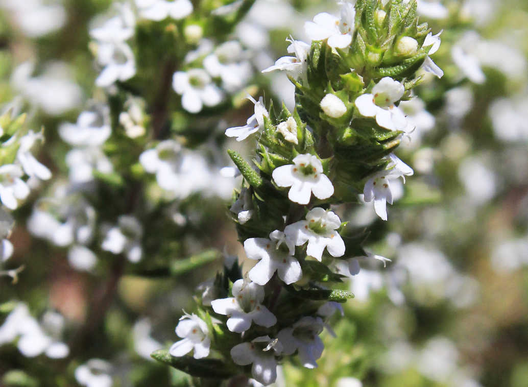 Productos, red de huertos de Fuenlabrada
