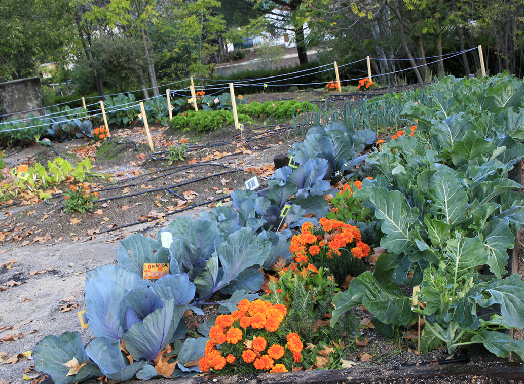 Red huertos escolares Fuenlabrada