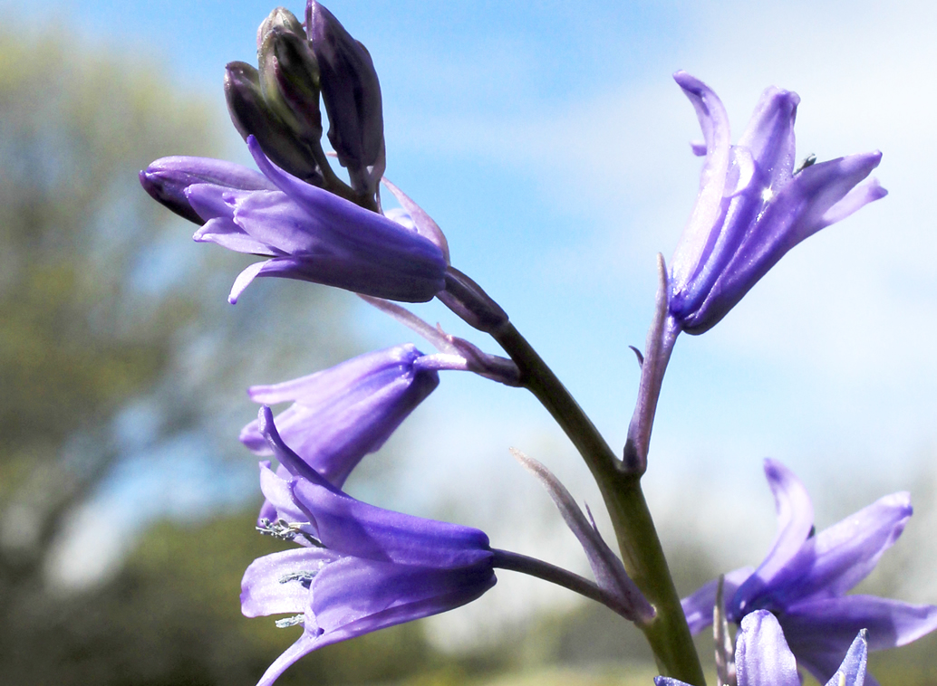 Red huertos escolares Fuenlabrada