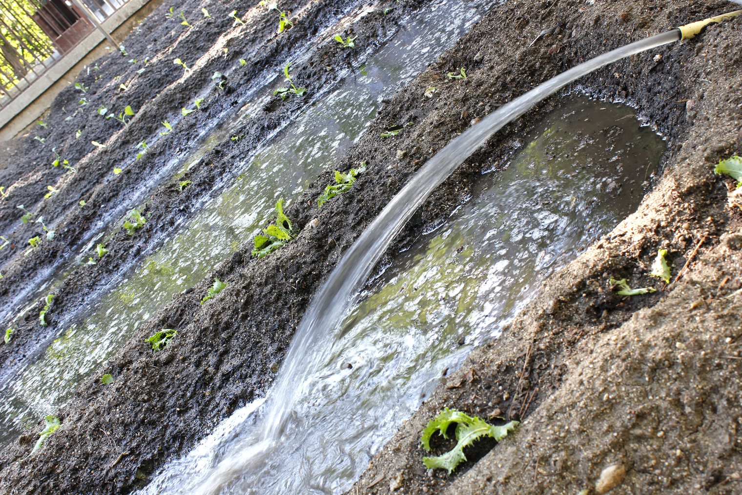 Red huertos escolares Fuenlabrada