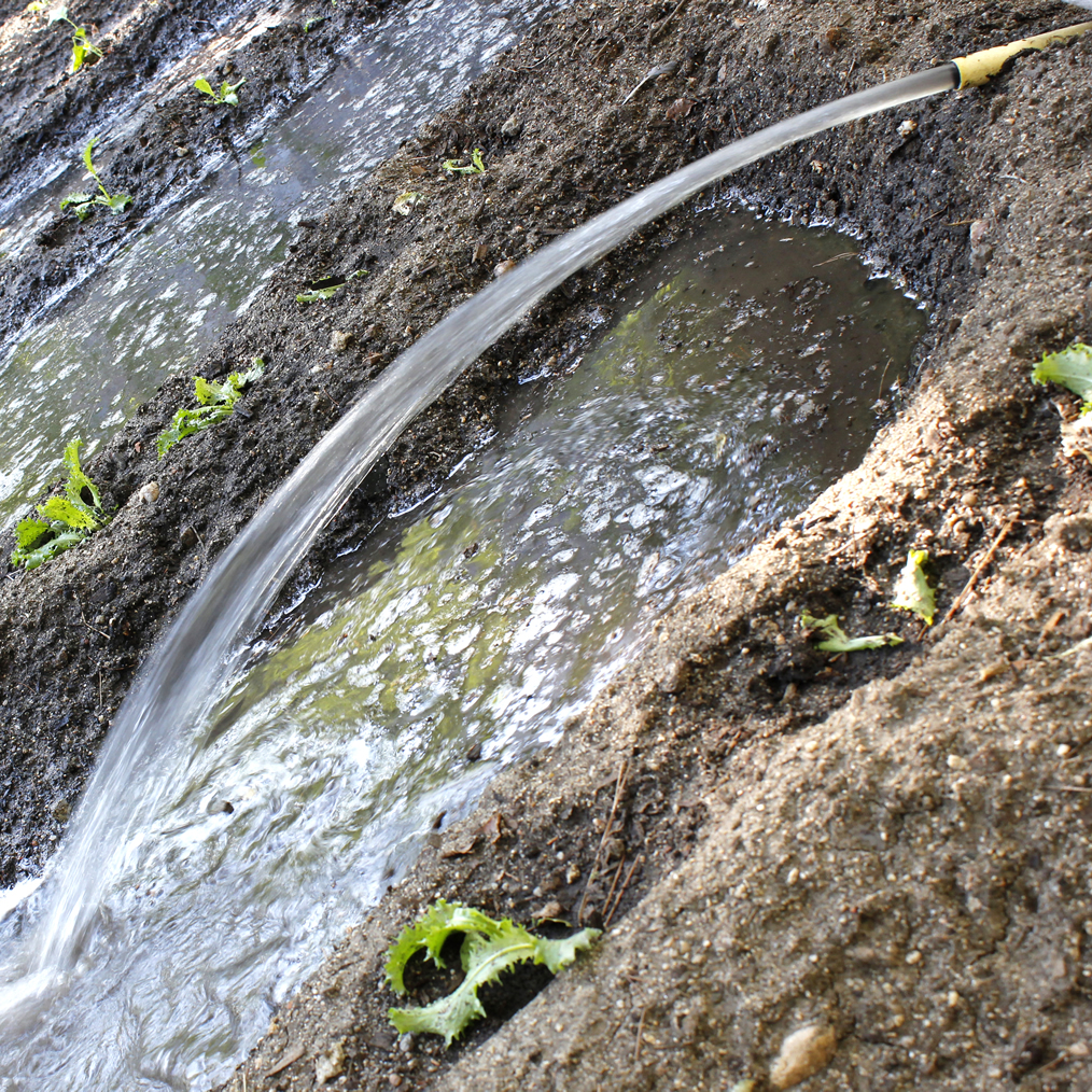 Riego a manta en el huerto escolar