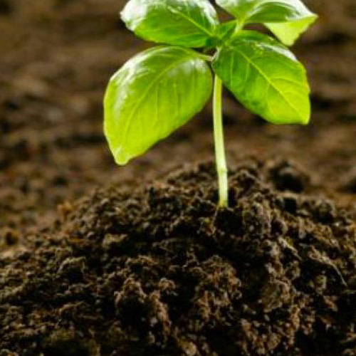 Red huertos escolares Fuenlabrada