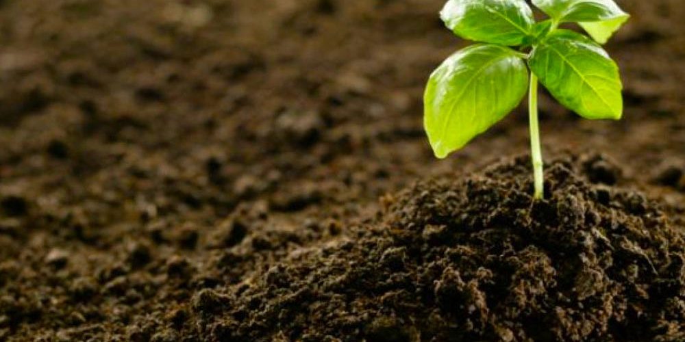 Red huertos escolares Fuenlabrada